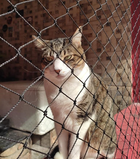 Rede de Porteção para Gatos em Salvador Rede de Porteção para Gatos em Salvador