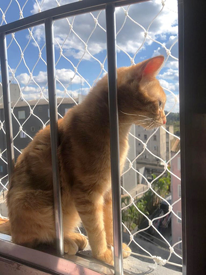 Proteja seu Gato com Telas Proteja seu Gato com Telas