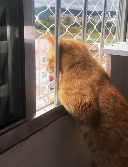 Redes de Segurança para Gatos Redes de Segurança para Gatos