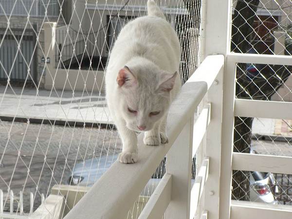 Redes de Proteção para Animais Redes de Proteção para Animais