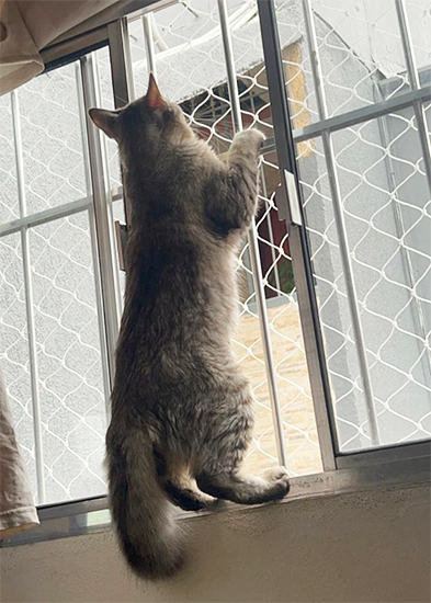 Segurança para seu Gato Segurança para seu Gato