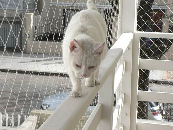 Tela de Proteção para Gatos